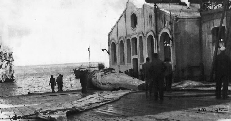 LA CAZA MODERNA DE BALLENAS EN EL ESTRECHO: ESTUPIDEZ E INFAMIA A ...