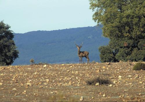 PUBLICADO EL NÚMERO NUEVE DE LA REVISTA DE LA COMARCA-LOS MONTES “TALARRUBIAS”, DIRIGIDA POR SOLEDAD LÓPEZ-LAGO ROMERO, CRONISTA OFICIAL DE TALARRUBIAS (BADAJOZ)