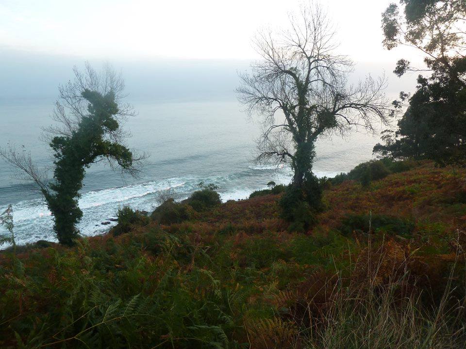 DESPEDIDA DE UN ÁRBOL FRENTE AL MAR