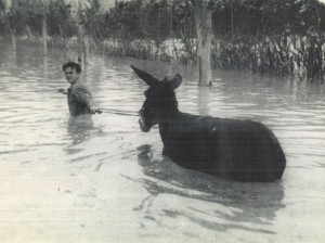 Rio Segura. Vega de Murcia.