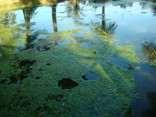 AGUAS ESTANCADAS: PELIGRO DE EPIDEMIAS