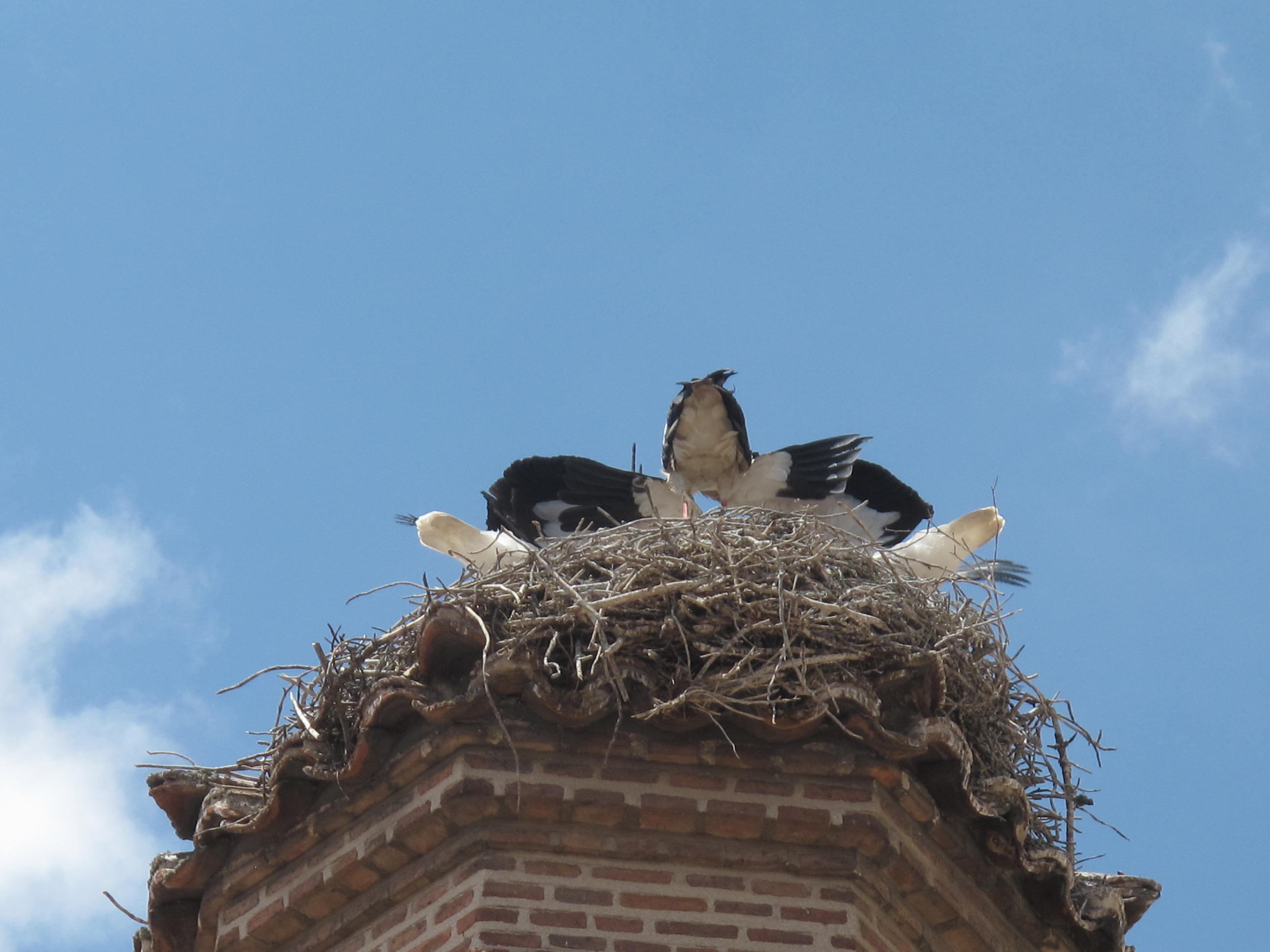 DESDE MI TORRE MUDÉJAR. 518. CIGÜEÑAS, LA ECLOSIÓN ZANCUDA