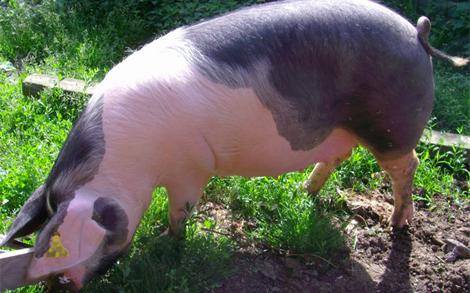 LOMO ASADO DE GOCHU ASTURCELTA A LAS FINAS HIERBAS Y MIEL DE BOAL