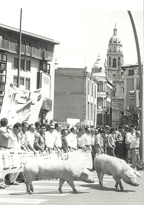 EL CHATO MURCIANO CUMPLE UN SIGLO • EL CERDO CUYA PRODUCCIÓN ENRIQUECIÓ A MURCIA FUE CREADO TRAS DIVERSOS CRUCES ENTRE RAZAS INGLESAS Y AUTÓCTONAS