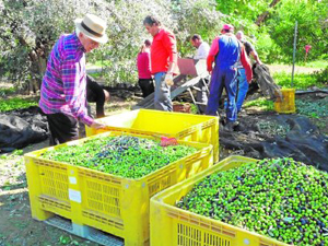 EXIGEN UNA LEY QUE PROHÍBA ARRANCAR MÁS OLIVOS CENTENARIOS EN LA REGIÓN • UN NUEVO GRUPO DE PROFESORES Y PERSONAL DE LA UMU ADVIERTEN DE QUE CIENTOS DE EJEMPLARES SE VENDEN PARA ORNAMENTACIÓN