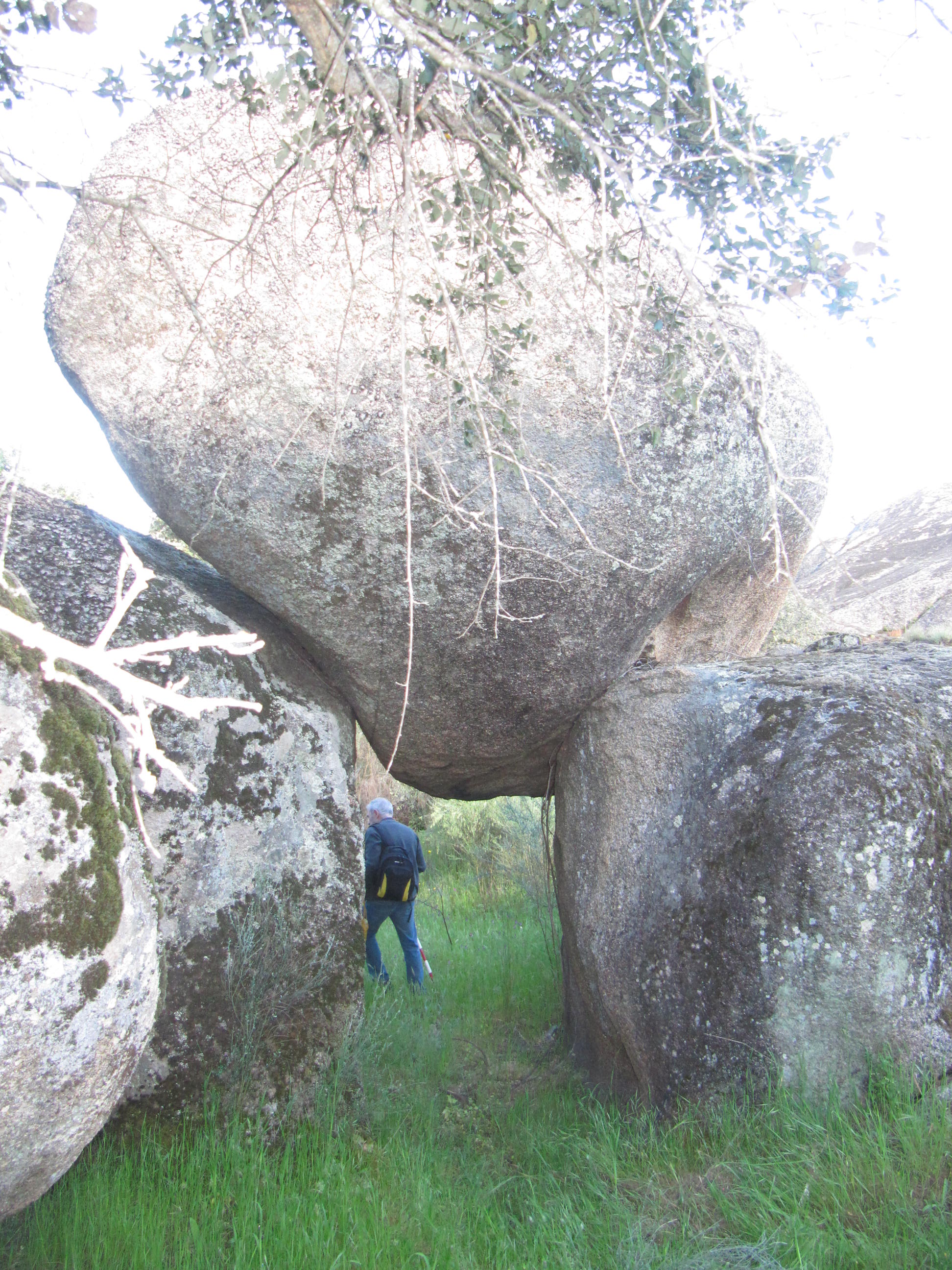 LOS “TAFONIS” DE LA DEHESA CACEREÑA DE LOS GRILES