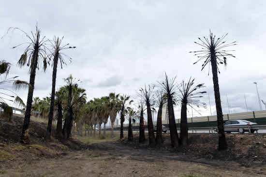 FOMENTO ADVIERTE DE QUE NO PODARÁ LOS ÁRBOLES QUE AFEAN LOS ACCESOS A MURCIA • ASEGURAN QUE DURANTE MÁS DE 10 AÑOS EXISTIÓ UN «CONVENIO VERBAL» Y QUE EL AYUNTAMIENTO, DE FORMA UNILATERAL, LO INCUMPLIÓ EN SU DÍA