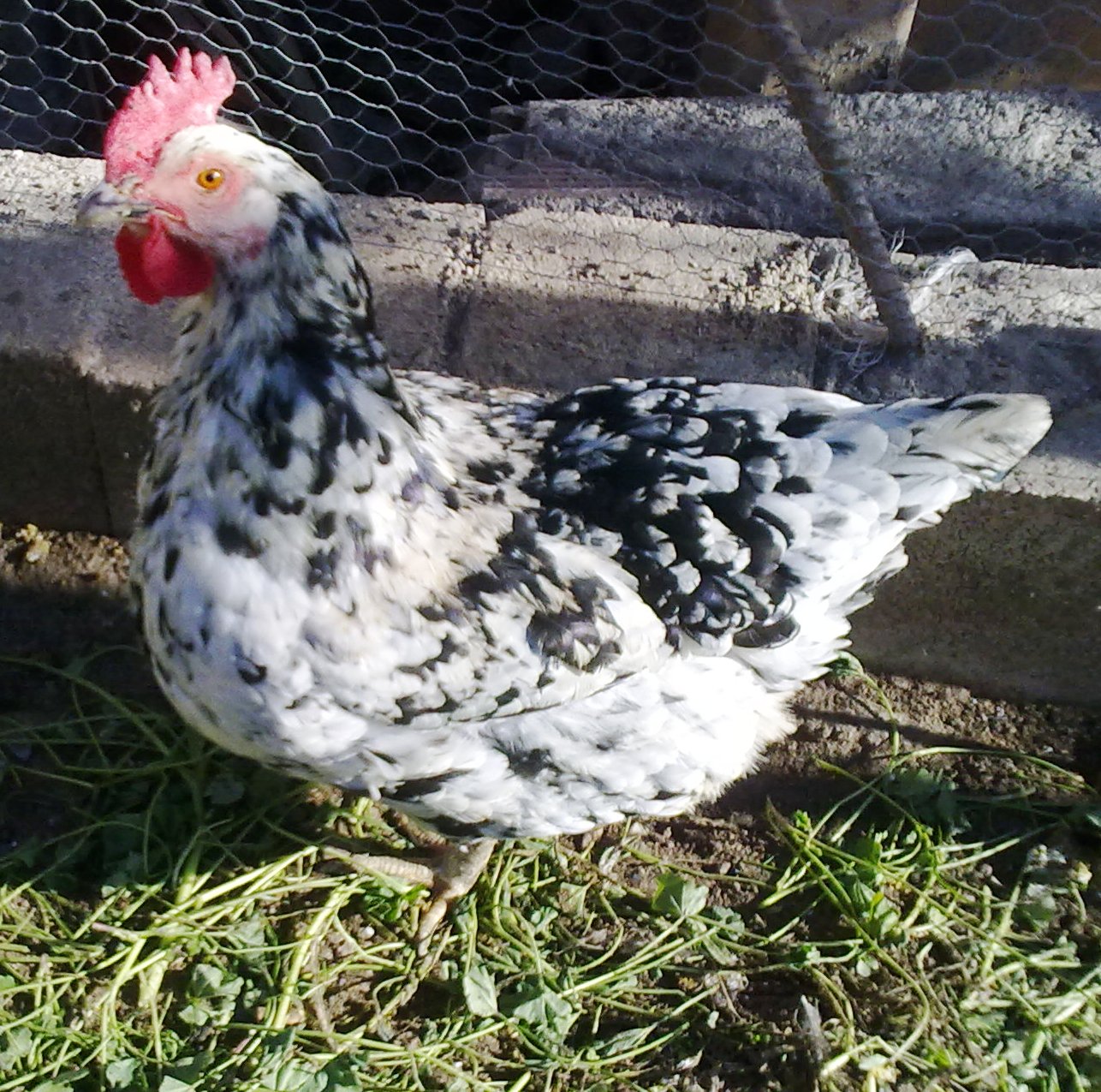 LA GALLINA, GABELA AGRÍCOLA EN LA HUERTA Y EL CAMPO