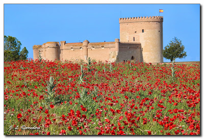 DESDE MI TORRE MUDÉJAR. 530. AMAPOLAS Y ESPIGAS