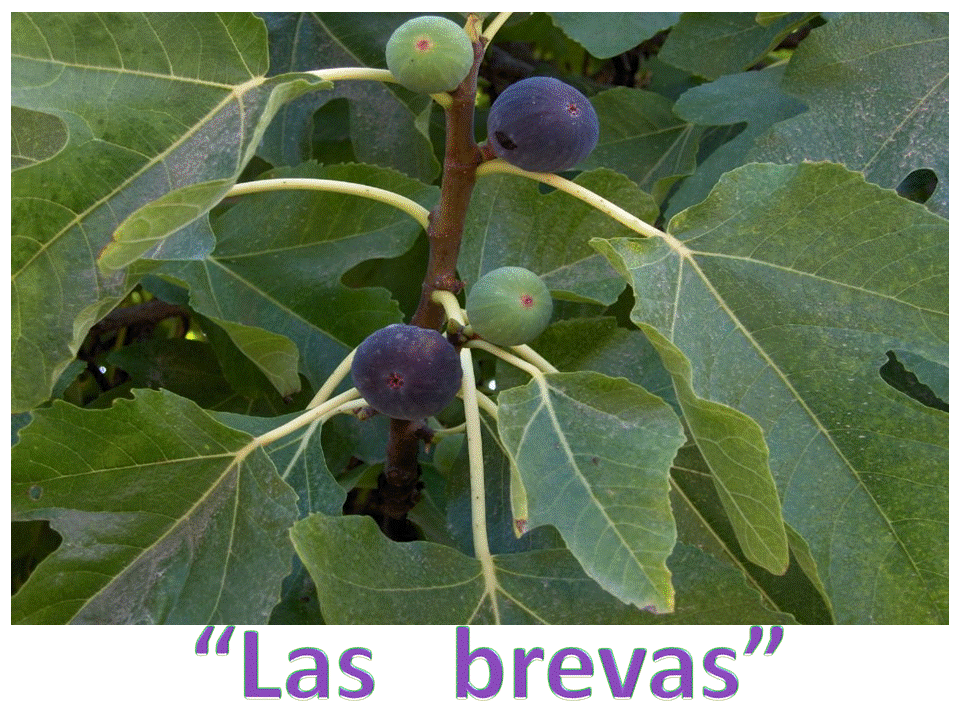 A LAS RICAS BREVAS