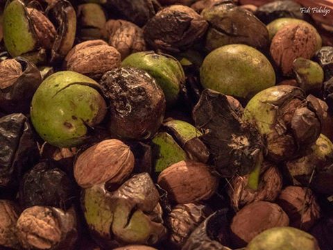 POR SAN JUSTO Y SAN PASTOR, LAS NUECES TOMAN SAZÓN