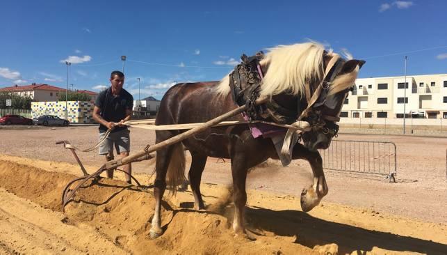 LA FIRA AGRÍCOLA DE NULES (CASTELLÓN) RECIBE A DECENAS DE ESCOLARES • A LO LARGO DEL DÍA SE REALIZARON EXHIBICIONES DEPORTIVAS, ASÍ COMO DE USOS TRADICIONALES DE ANIMALES DE LABRANZA