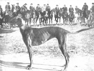 galgos-historia-tradicion