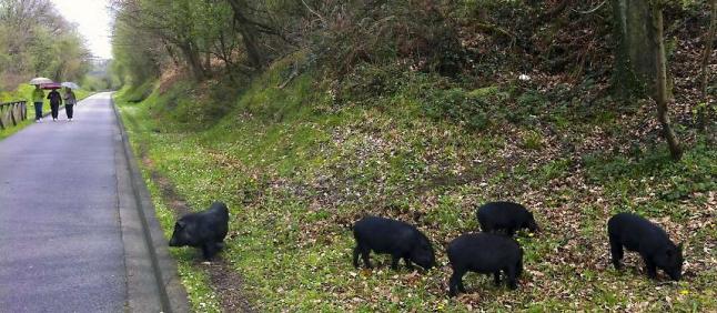 BIENVENIDOS, VECINOS JABALÍES