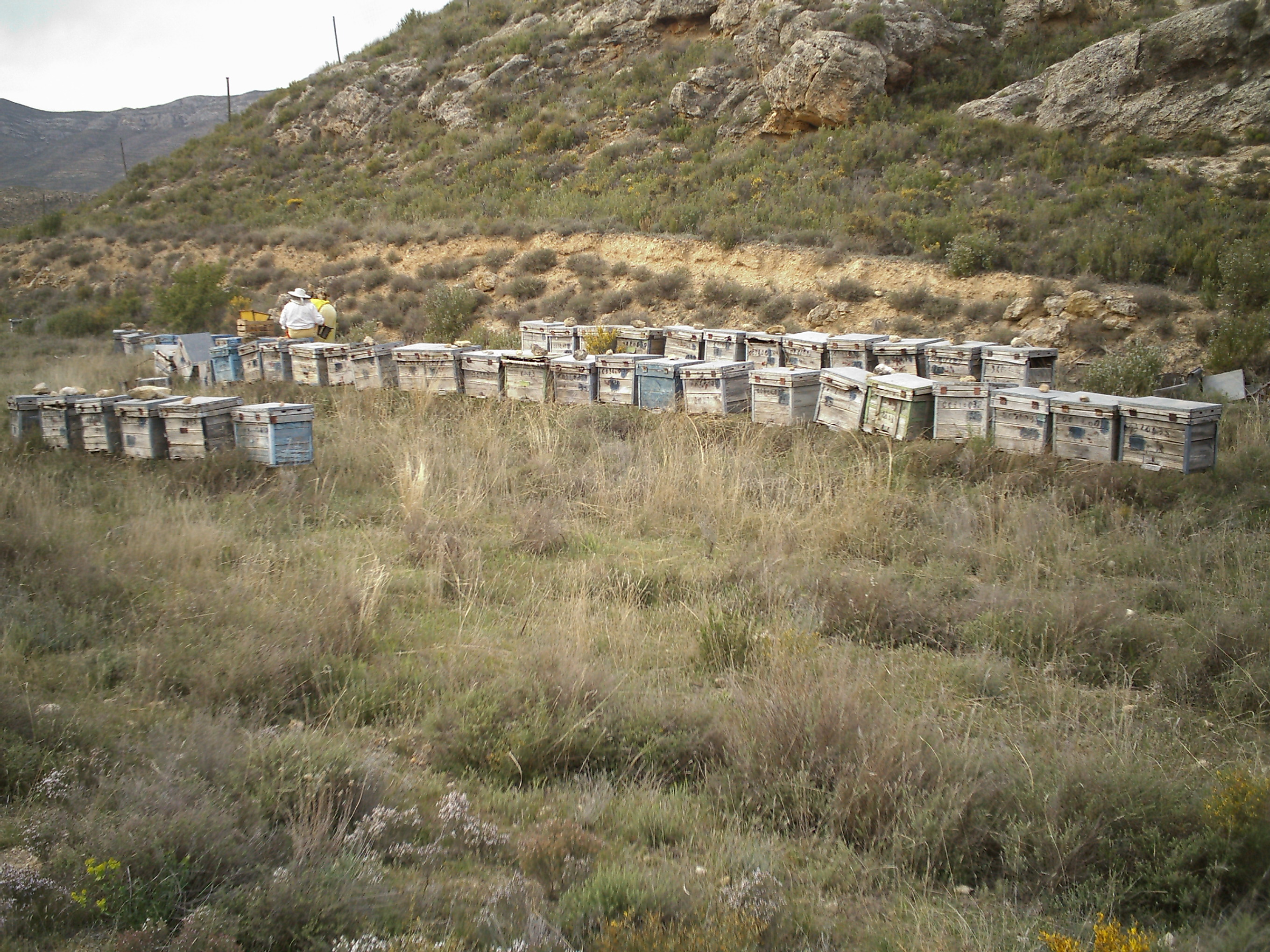 LAS COLMENAS EN EL MEDIEVO