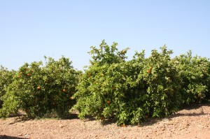 campo_naranja_cordobxs