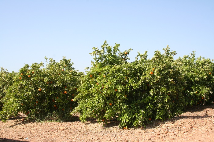 OTROS COMERCIANTES AGRÍCOLAS