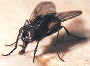 mosca-musca-domestica