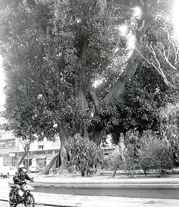 EL GIGANTE VERDE CON EL QUE HABLABA CODORNIÚ • LAS CAÍDAS DE RAMAS DEL FICUS DE SANTO DOMINGO HAN SIDO UNA CONSTANTE EN LOS 125 AÑOS DE EXISTENCIA QUE TIENE EL IMPONENTE ÁRBOL