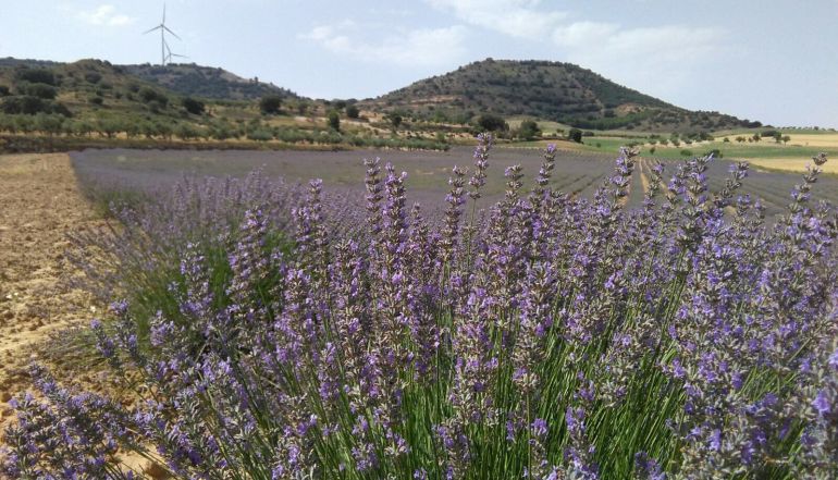 DEL ESPLIEGO SILVESTRE DE LOS CERROS DE CUENCA AL ACTUAL CULTIVO DEL LAVANDÍN • LOS CAMPOS DE LAVANDA FLORECEN EN LOS DÍAS DE JULIO Y SU CULTIVO ES UNA ALTERNATIVA AL CEREAL Y AL GIRASOL EN LA AGRICULTURA DE CUENCA