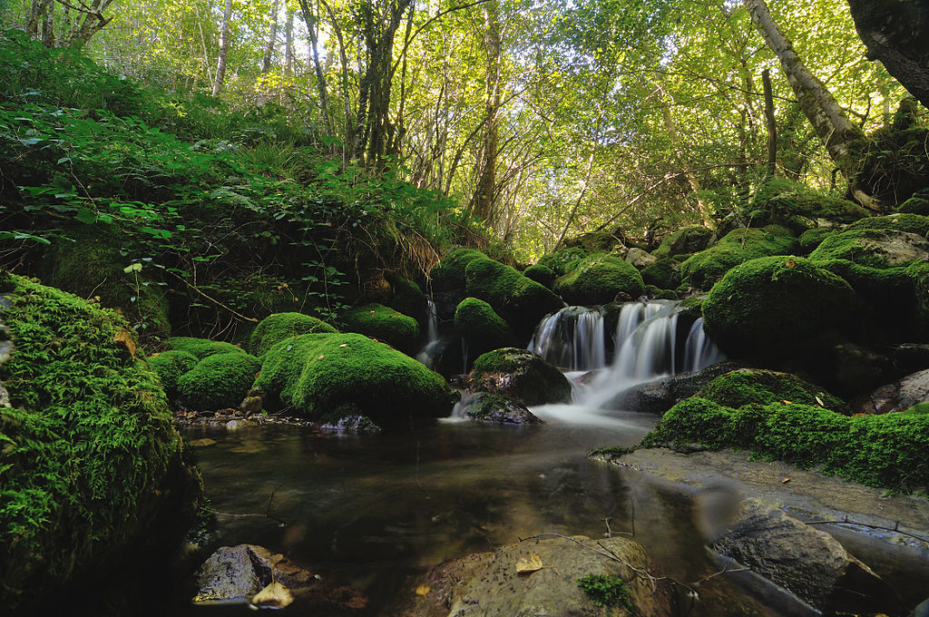 PASEO POR EL BOSQUE DE MUNIELLOS