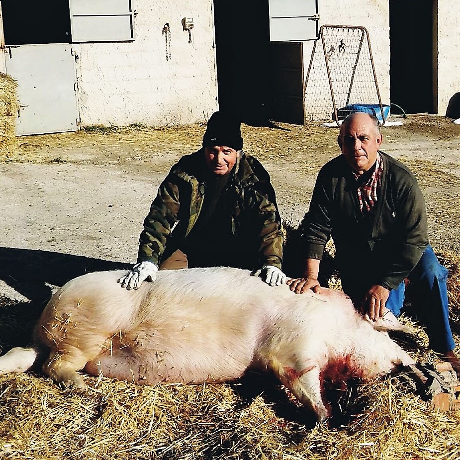 XII EDICIÓN DE UNA MATANZA TRADICIONAL DE CASLA (SEGOVIA)