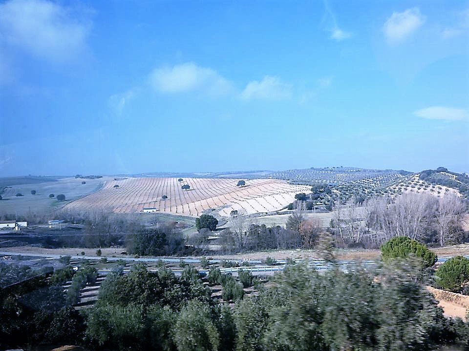 PLANTACIONES RECIENTES DE OLIVAR INTENSIVO Y SUPERINTENSIVO   ¿ES ÉSTE EL FUTURO PARA TODOS?