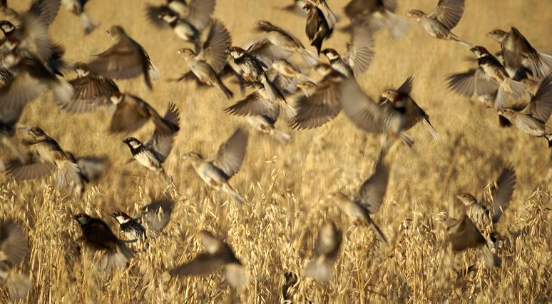 LOS SEMBRADOS Y LOS GORRIONES EN LOS CAMPOS