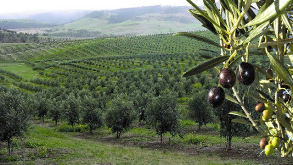 EL «JARDÍN DE OLIVOS ANDALUZ» A DEBATE EN LAS JORNADAS DE LA ACADEMIA DE ANTEQUERA (MALAGA)