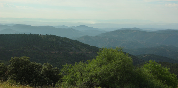 EL BOSQUE DE OLAVIDIA