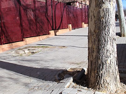 EL LEÓN Y LA COLUMNA. LA PALMERA DE TOVAR