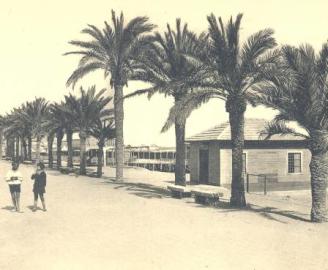 EL VERANICO DE LOS MEMBRILLOS DE TORREVIEJA (ALICANTE)