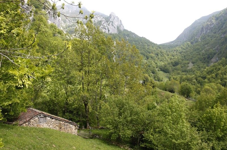 CAMPIGÜEÑOS (ASTURIAS)