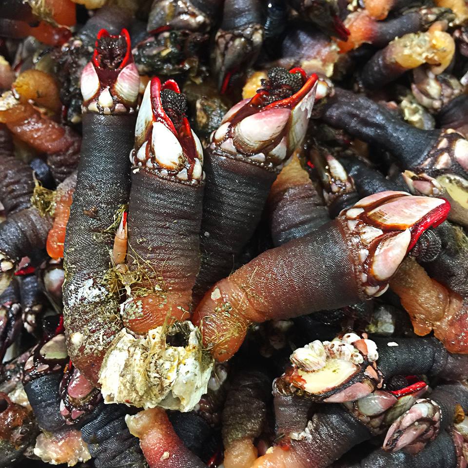 LOS PERCEBES DE DON AMABLE BEDRIÑANA