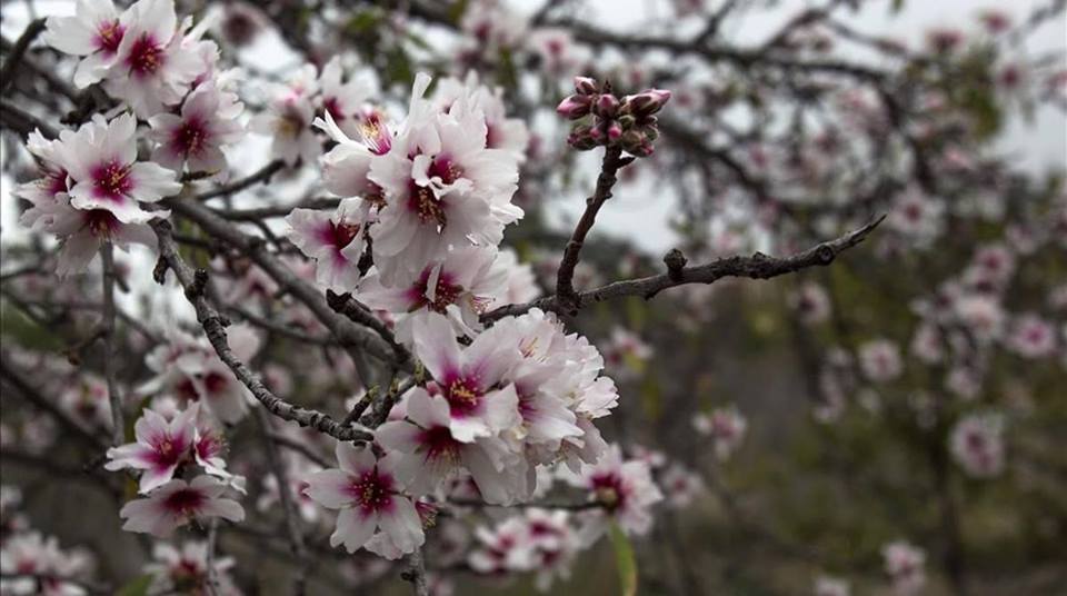 PRIMAVERA, EL REGRESO DE LA VIDA. HOY LLEGA