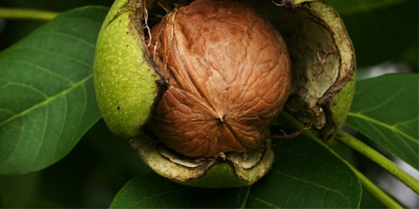 AVEMARÍAS Y NUECES, A DIECES