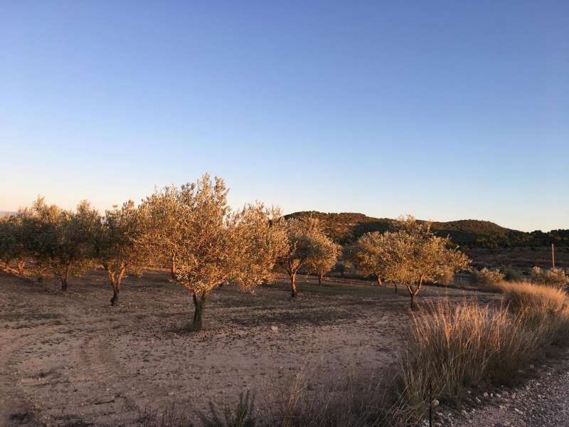 EMPIEZA LA CAMPAÑA DE RECOLECCIÓN DE ACEITUNAS EN CASINOS Y ELABORACIÓN DEL ACEITE DE OLIVA VIRGEN EXTRA EN LA ALMAZARA ECOLÓGICA, SANTA BÁRBARA