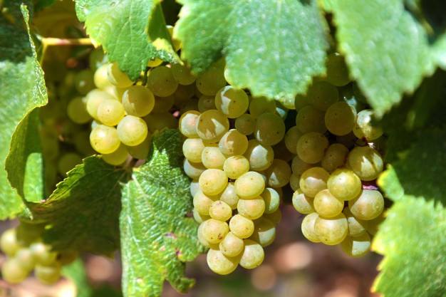 LAS UVAS EN LA NOCHEVIEJA ANUNCIAN FELICIDAD