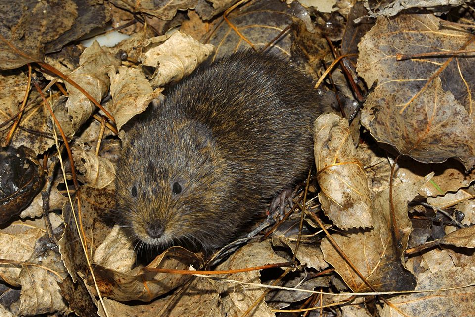 ANGUILAS, RATAS Y CARACOLES PARA UN ARROZ EN PAELLA