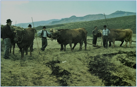 LA YUNTA DE ARADA, UNIDAD DE MEDIDA AGRARIA EN TIERRAS DE LABOR DE SECANO Y PARA SIEMBRA