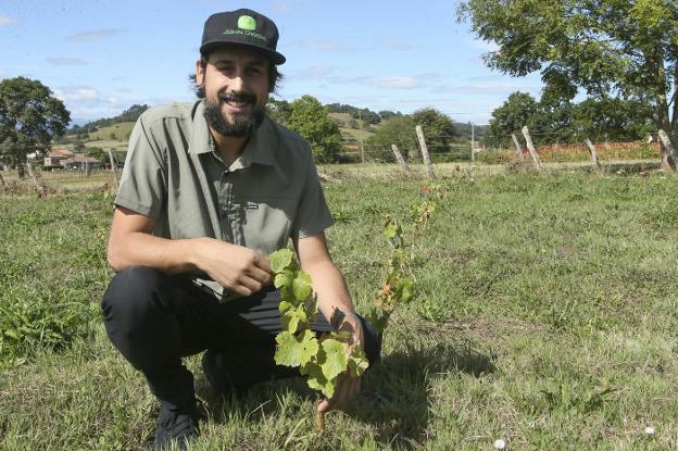 LA CULTURA DEL VINO RENACE EN SARIEGO (ASTURIAS) • BORJA ALCÁZAR SE LANZA A LA AVENTURA DE RECUPERAR LA VERDEJO NEGRA, UNA VARIEDAD DE UVA QUE CRECÍA EN EL CONCEJO