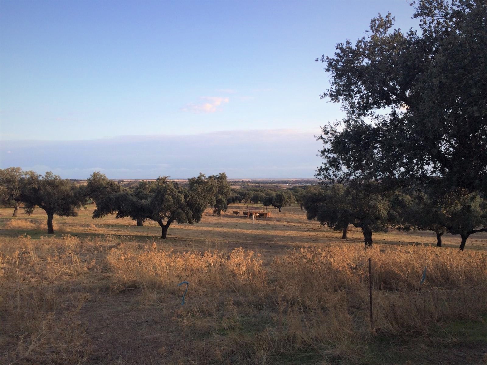 LA ENCINA, SEÑORA Y REINA DE LA DEHESA