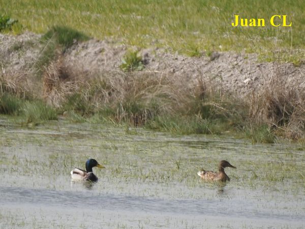 SALUDO FUENTEPIÑELANO 2626. LOS ÁNADES REALES O AZULONES