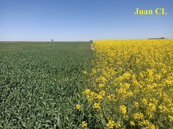 SALUDO FUENTEPIÑELANO 2706 – EL CULTIVO DE LA COLZA