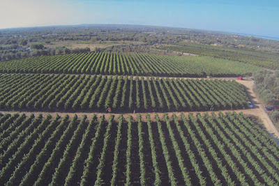 CANTINA COPPOLA, UNA BODEGA ITALIANA DEL SIGLO XV