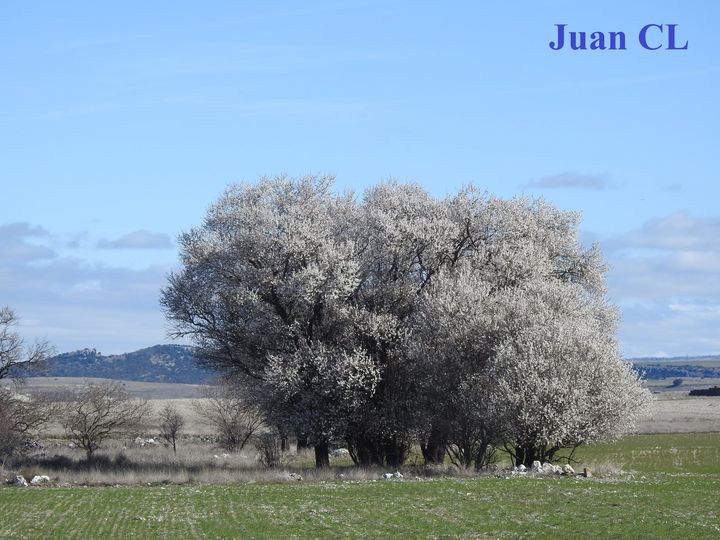 SALUDO FUENTEPIÑELANO 2990. “LA FLOR DE FEBRERO NUNCA VA AL FRUTERO”.