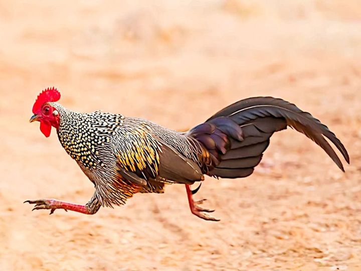 LES HISTORIES DE FIDALGO : CUANDO EN CARRANDI (COLUNGA) SE CORRÍA A LOS GALLOS