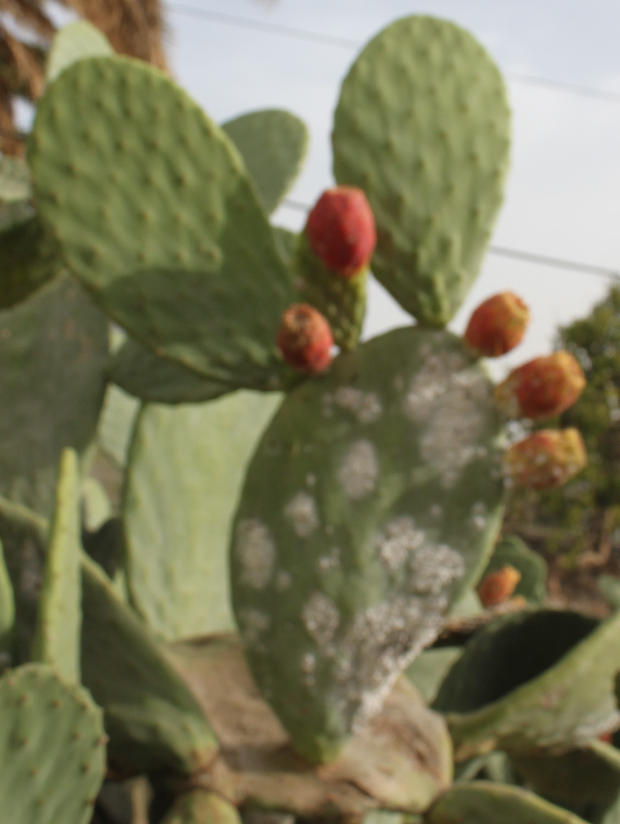 HISTORIA Y VIVENCIAS DEL TRABAJO DE LA  COCHINILLA EN INGENIO