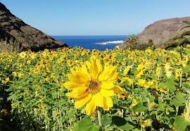 UNA OBRA MAESTRA DE LA NATURALEZA, LOS GIRASOLES