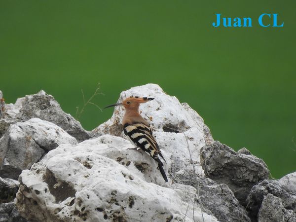 SALUDO FUENTEPIÑELANO 3421 DÍA MUNDIAL DE LA NATURALEZA